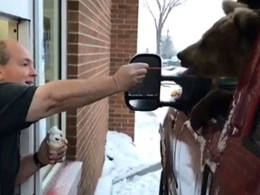 A Kodiak bear is fed ice cream in a Dairy Queen drive-thru in a screengrab from a video posted to Facebook by the Discovery Wildlife Park in January.