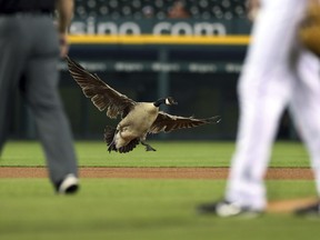 A Canada goose lands near the pitching mound during the sixth inning of a baseball game between the Detroit Tigers and the Los Angeles Angels, Wednesday, May 30, 2018, in Detroit. (AP Photo/Carlos Osorio)