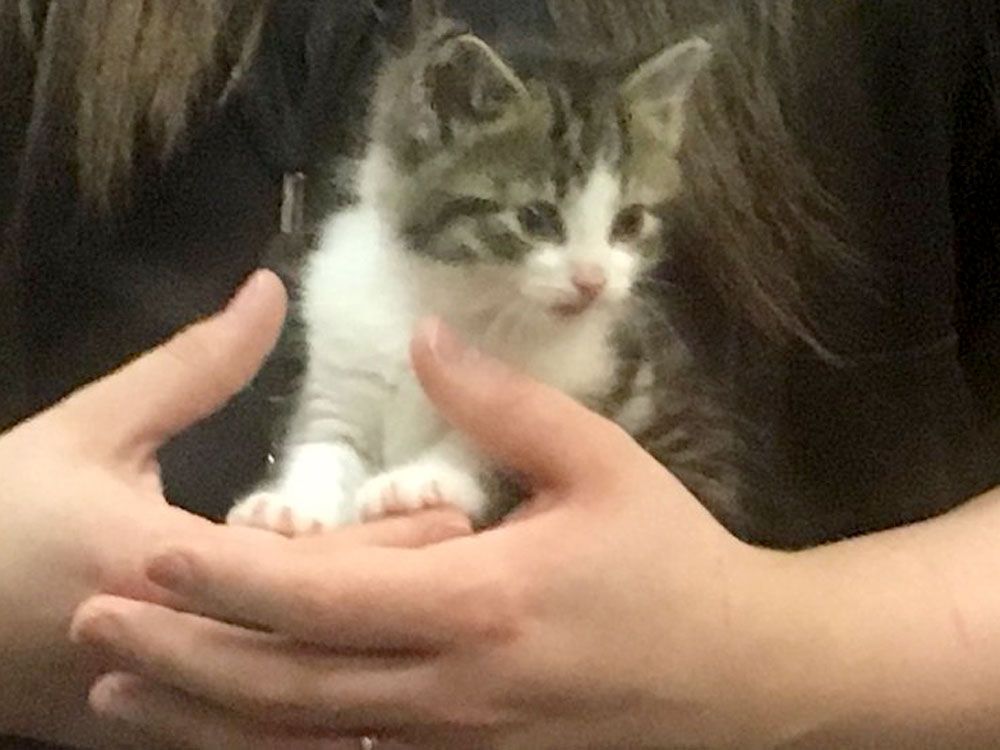 Troy Police Department welcomes new police cat Pawficcer Donut