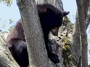 In this Monday, May 7, 2018, photo released by the Manchester, N.H., Police Department, a young bear sits in a tree in the playground of Saint Marie's Child Care Center in Manchester. (Manchester Police Department via AP)