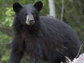 A black bear.