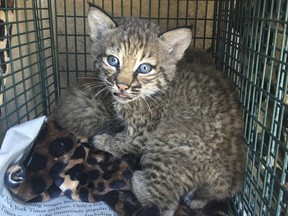 This May 7, 2018 photo provided by the City of San Antonio Animal Care Services Department shows two bobcat cubs, one in back only partially visible. (City of San Antonio Animal Care Services Department via AP)
