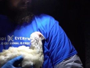 An animal rights activist with California-based Direct Action Everywhere holds a turkey that group members allegedly stole from a Utah farm.