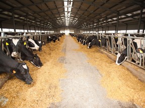 Cows grazing in a large dairy  farm. (Getty Images)