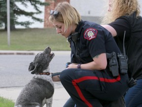 A Calgary police officer comforts one of two dogs that were attack by two pitbulls in Millrise on May 4, 2018. Photo by Dean Piling, Postmedia Network