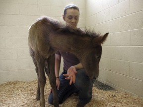 Erin Hisrich, owner of Aspen Veterinary Clinic in Flagstaff, Ariz., plays with a foal that nearly died from dehydration on Thursday, May 3, 2018.