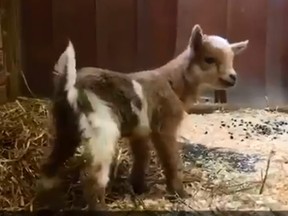 Foles the baby goat was introduced Thursday.
