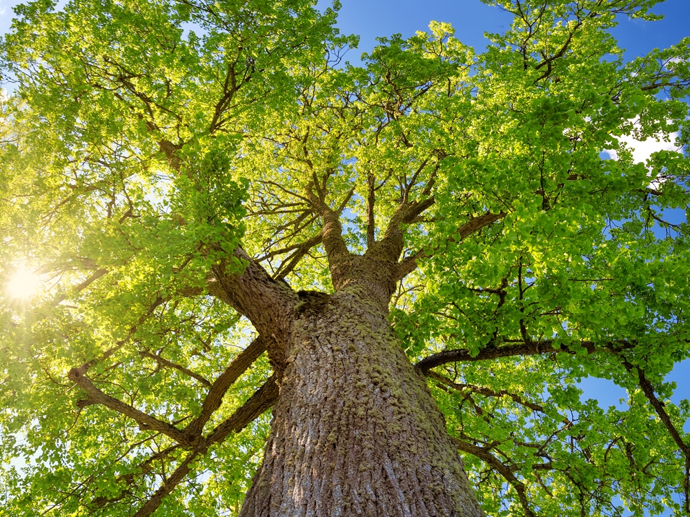 WATCH: Biologists believe trees can speak | Toronto Sun