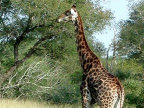 South Africa's Kruger National Park is home to a Who's Who of African creatures including giraffes.