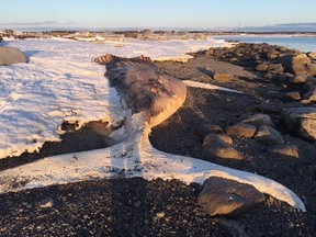 A beached whale in Nameless Cove, N.L. that's been washed ashore since last fall is shown in a handout photo. A tiny Newfoundland village is trying to quickly remove the massive body of a humpback whale that has been stuck there since last fall, fearing the impending odour and mess as warmer weather approaches.