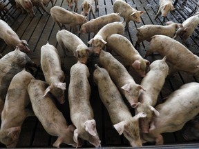 In this July 21, 2017, file photo, young hogs owned by Smithfield Foods are seen at a farm in Farmville, N.C.