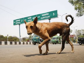 A stray dog walks on a road in Lucknow, in northern Indian state of Uttar Pradesh, Monday, May 7, 2018.