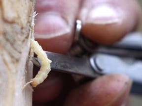 An emerald ash borer larvae is removed from an ash tree in Saugerties, N.Y. on Oct. 26, 2011. The Maritimes are being warned about the arrival of an invasive tree-destroying beetle that has already done significant damage in Ontario and Quebec. (The Canadian Press/AP/Mike Groll)