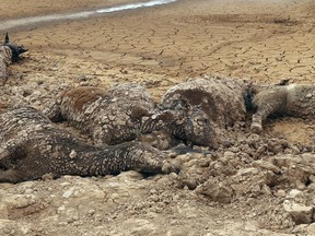 In this Tuesday, May 1, 2018 file photo provided by the Navajo Nation, scores of dead horses are shown in a dried up stock pond on Navajo tribal land near Cameron, Ariz.