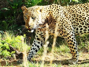 A Leopard in the Pilanesberg National Park before the third round of the Nedbank Golf Challenge at  Gary Player CC on November 11, 2017 in Sun City, South Africa. (Photo by Richard Heathcote/Getty Images)