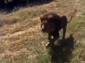 A lion has been killed after attacking the owner of a wildlife centre in South Africa.