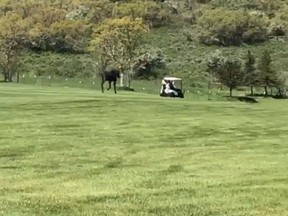 A moose chases after golfers in a golf cart in Utah. (Facebook screengrab)