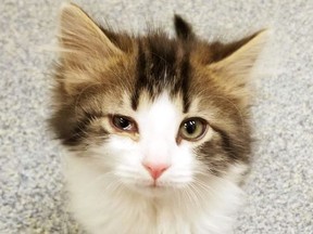 This 2018 photo released by the Michigan Humane Society shows a kitten named Badges. The Troy, Mich., police department has created a new rank of "pawfficer" for the cat that has joined the force. Badges will be used for therapeutic purposes and make public appearances. (Michigan Humane Society via AP)
