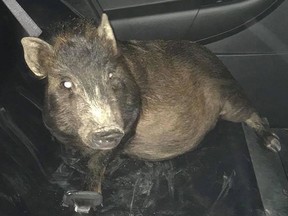 A pig that was picked up by police after following a man home from a train station in North Ridgeville, Ohio.