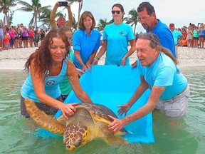 In this photo provided by the Florida Keys News Bureau, staff from the Turtle Hospital, including manager Bette Zirkelbach, front left, and founder Richie Moretti, front right, release "Judy" a subadult loggerhead sea turtle, off the Florida Keys Saturday, May 12, 2018, in Marathon, Fla.