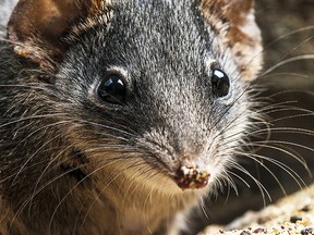A silver-headed antechinus. (Getty)