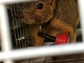 Iowa wildlife experts have released two squirrels after a vet removed electrical zip ties from around their necks, including one with a bell attached. (Dreama Bartz/Black Hawk Wildlife Rehabilitation Project via AP)