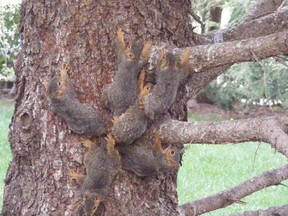 Animal control officers from the Nebraska Humane Society had send to six squirrels whose tails  where tangled together to the Nebraska Wildlife Rehab to untangle them. (Nebraska Humane Society)