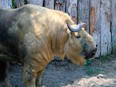 An 800-pound takin named Har-Lee, pictured, is shown at the Roger Williams Park Zoo in Providence, R. I.  (Missy Wade/ Roger Williams Park Zoo via AP)