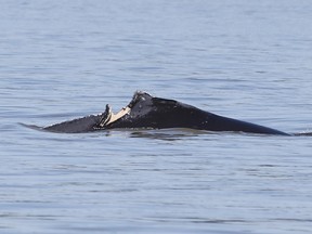 A severe gash on the back of a humpback in Howe Sound is prompting a warning to boaters to take extra caution when travelling in the presence of whales.