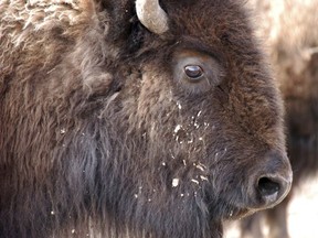 This March 9, 2016 photo shows a bison from Yellowstone National Park (AP Photo/AP Photo/Files)