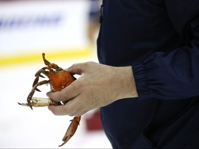 A crab is taken off ice after Game Three of the 2018 NHL Stanley Cup Final between the Washington Capitals and the Vegas Golden Knights at Capital One Arena on June 2, 2018 in Washington, DC. (Bruce Bennett/Getty Images)