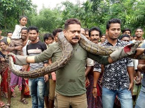 In this picture taken on June 17, 2018, forest range officer Sanjay Dutta (C), holds a 30 feet long python weighing 40 kg at Sahebbari village in Jalpaiguri district, some 35 km from Siliguri. A forest ranger in India has narrowly escaped death after being strangled by a python as he posed for pictures with the giant snake.