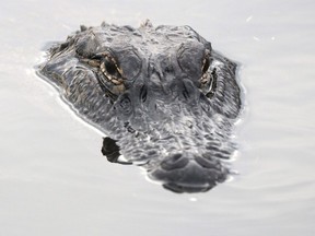 alligator