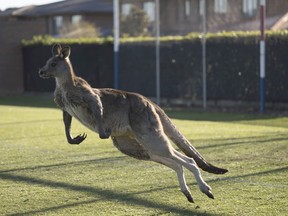 A kangaroo interrupts the Women's Premier League between Belconnen United and Canberra FC match in Canberra for over 30 minutes on June 24, 2018. (Lawrence Atkin/Capital Football via AP)