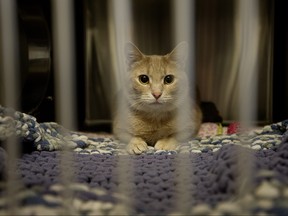 In this March 23, 2018 file photo, a cat waits to be adopted during the Clear Our Shelter Adoption Event at the Edmonton Humane Society (EHS), in Edmonton. (David Bloom/Postmedia Network)