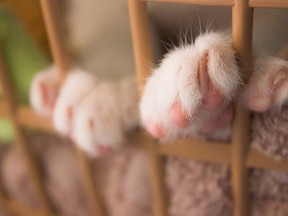 Close-Up Of Cat Legs In Cage