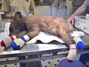 In this photo provided by Colorado Parks and Wildlife, a female bear cub lies on a table with bandages on her burned paws in Del Norte, Colo., June 27, 2018.