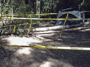 This July 2012 photo provided by attorney Tim Tietjen shows the scene where a boy was crushed and severely injured by a falling tree in San Mateo County Memorial Park in Loma Mar in Northern California. (Rouda Feder Tietjen & McGuinn via AP)