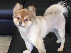 This undated photo provided by Michael Dellagrazie of Staten Island, N.Y., via his attorney Evan Oshan, shows Dellagrazie's Pomeranian named Alejandro, who was found dead in its carrier Wednesday, May 30, 2018, at a cargo facility at Detroit Metropolitan Airport. (Courtesy of Michael Dellagrazie via AP)