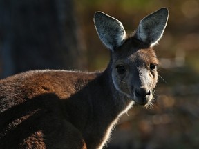 A kangaroo looks on from the side of a fairway as players play practice rounds ahead of the 2018 ISPS HANDA World Super 6 at Lake Karrinyup Country Club on February 6, 2018 in Perth, Australia.  (Paul Kane/Getty Images)