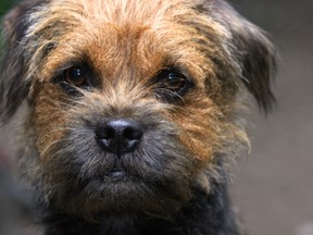 Border Terrier. (Getty Images)