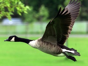 A Canada Goose takes off in this undated file photo. (JOHN MAJOR/THE OTTAWA CITIZEN file photo)