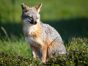 File photo of a grey fox.