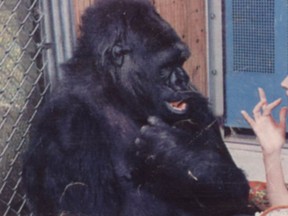 Koko the gorilla. (File photo)