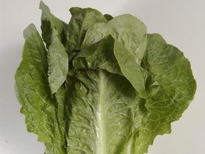 This undated photo shows romaine lettuce in Houston. (Steve Campbell/Houston Chronicle via AP)