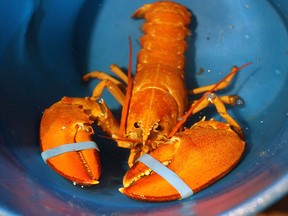 This photo released Thursday, June 7, 2018, by the New England Aquarium shows a rare orange lobster at the aquarium in Boston.