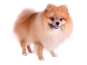 File photo of a Pomeranian. (Getty Images)