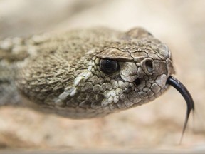 A western diamondback rattlesnake is seen at the Canadian Museum of Nature in Ottawa on Oct. 6, 2016.