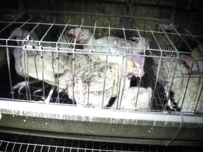 Horrific undercover footage filmed by PETA at three Abbotsford egg farms has revealed what appears to be chickens caged with the dead while others were trapped in pools of manure.