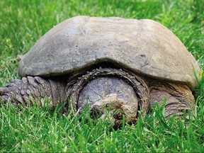 A snapping turtle is seen in Tillsonburg, Ont., on June 14, 2017.